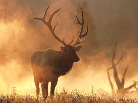 "Rocky Mountain Elk, Colorado"  Denver Bryan