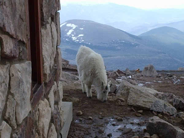 Mt. Evans 17