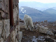 Mt. Evans 17