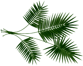 palm.gif