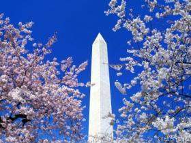 "Cherry Blossoms, Washington Monument, Washington, D.C."  SuperStock, Inc.