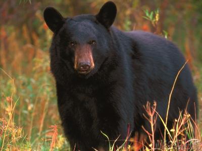 "Black Bear, Tennessee"  ImageState