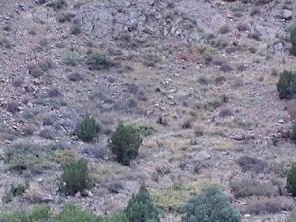Can you find the ten Bighorn Sheep we saw from the train?
