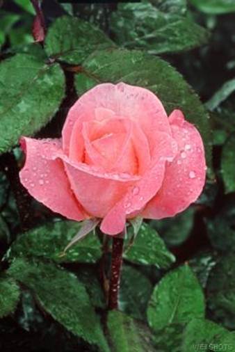 rose.jpg