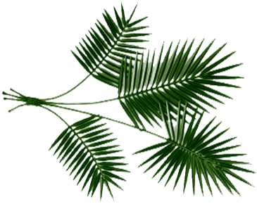 palm.gif