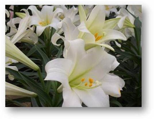 easterlily3.jpg