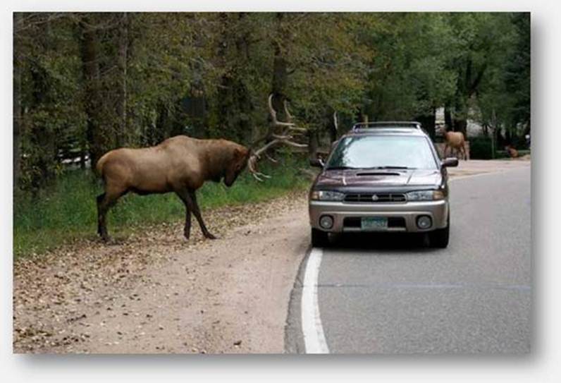 Road%20rage%20by%20Sheryl%20Hellmuth-1.jpg