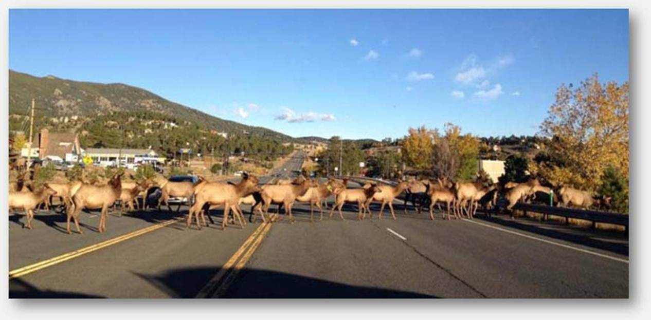 elk_on_74byToddGuelich_a-1.jpg