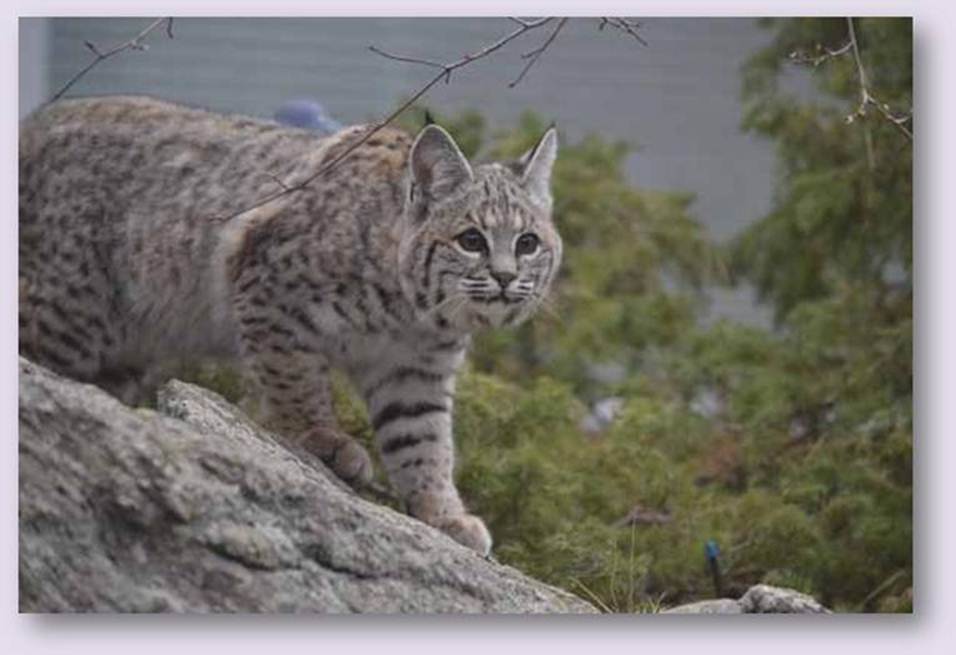 bobcat_Melony-1.jpg