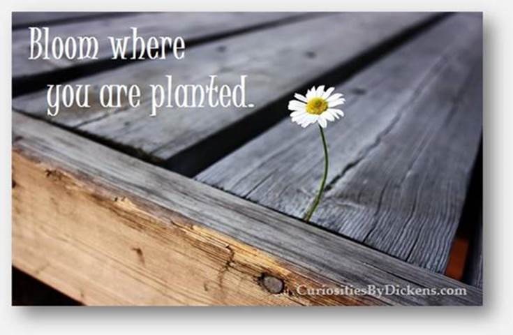 bloom-where-you-are-planted.jpg