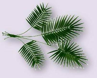 palm.gif