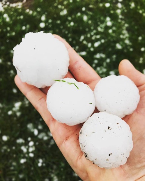 Image may contain: plant, tree, outdoor, food and nature