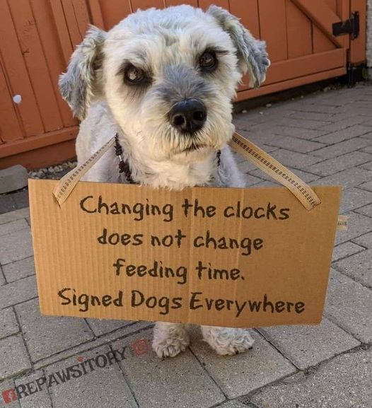 May be an image of dog and text that says 'Changing the clocks does not change feeding time. Signed Dogs Every TREPAWSITOP'