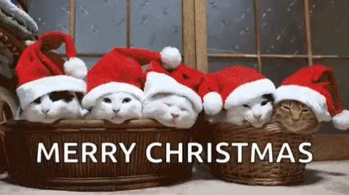Holidays Happy Holidays GIF - Holidays Happy Holidays Cats - Discover & Share GIFs