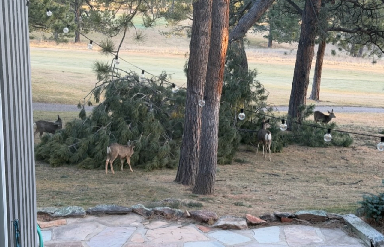 Screenshot 2026-01-03 at 11.58.01 AM.png